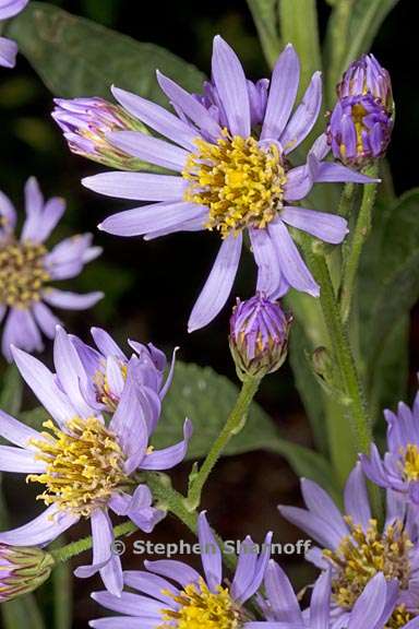 aster tartaricus 3 graphic